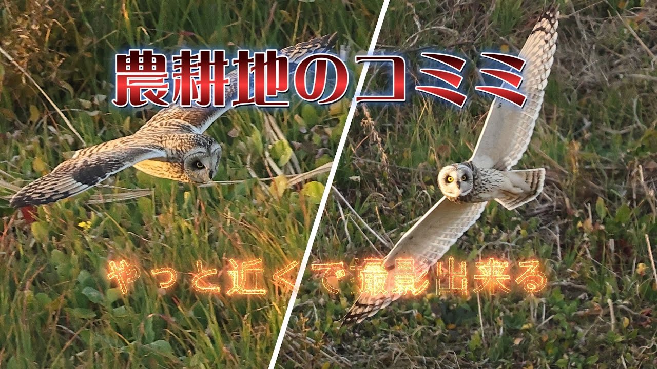 【コミミズク土手を飛び回る】