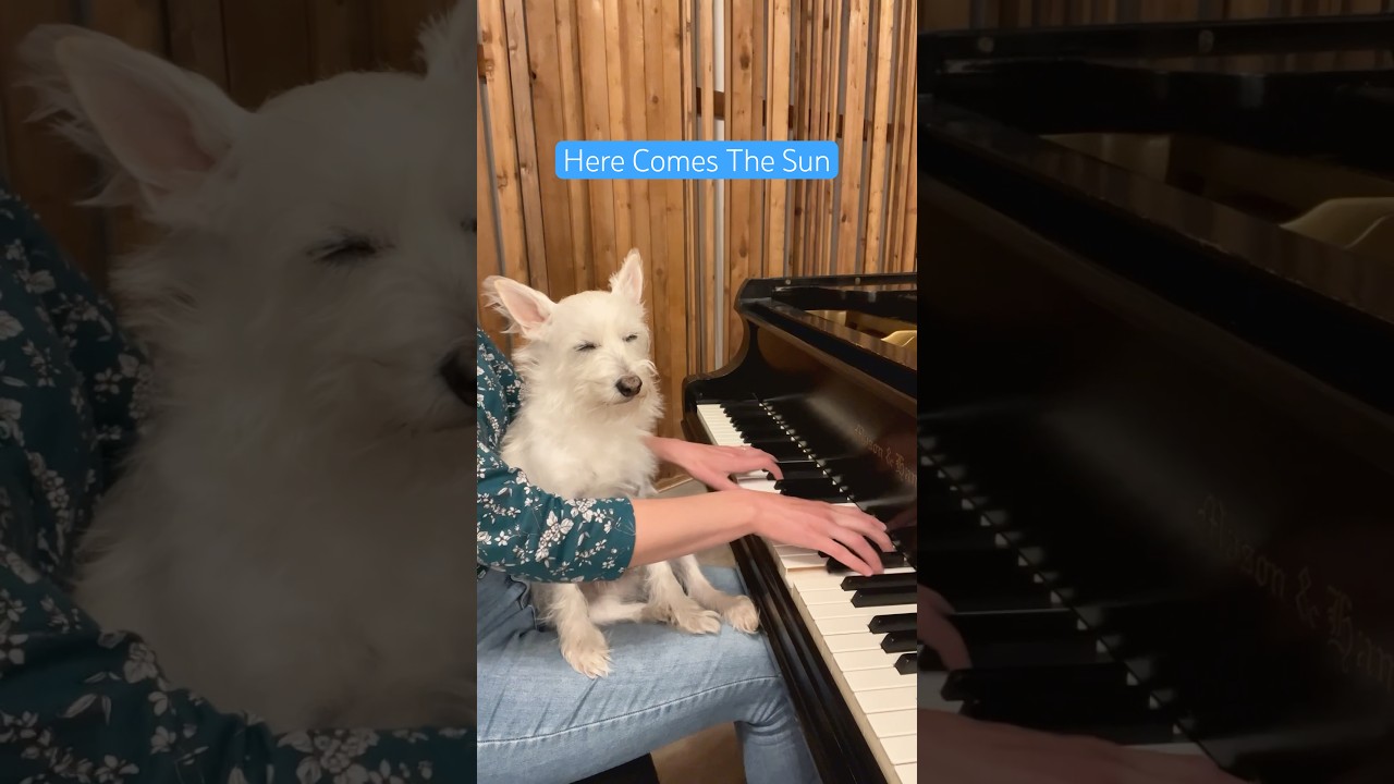 Almost spring ☀️ #herecomesthesun #beatles #dogslife #piano #pianocover #soothingsounds