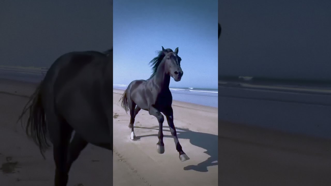 Amazing Spanish horse on the beach 🤩🐎#amazing #spanish #horse #animals #shorts #trending