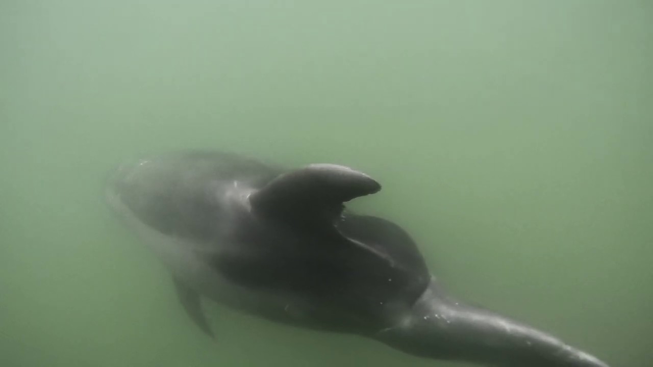 Dolphin Encounter on Silver Strand 6-19-19
