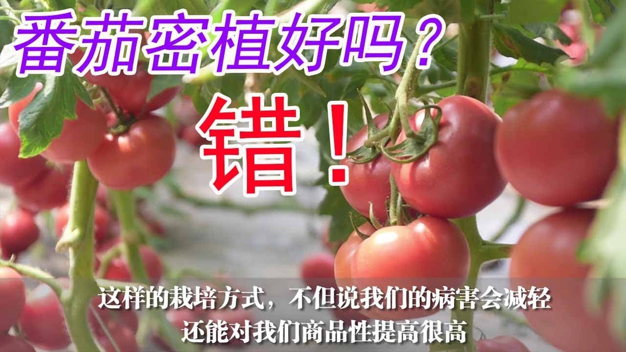 番茄密植真的好吗？番茄种植密度如何控制？听听专家怎么说？【付老师种植技术团队】