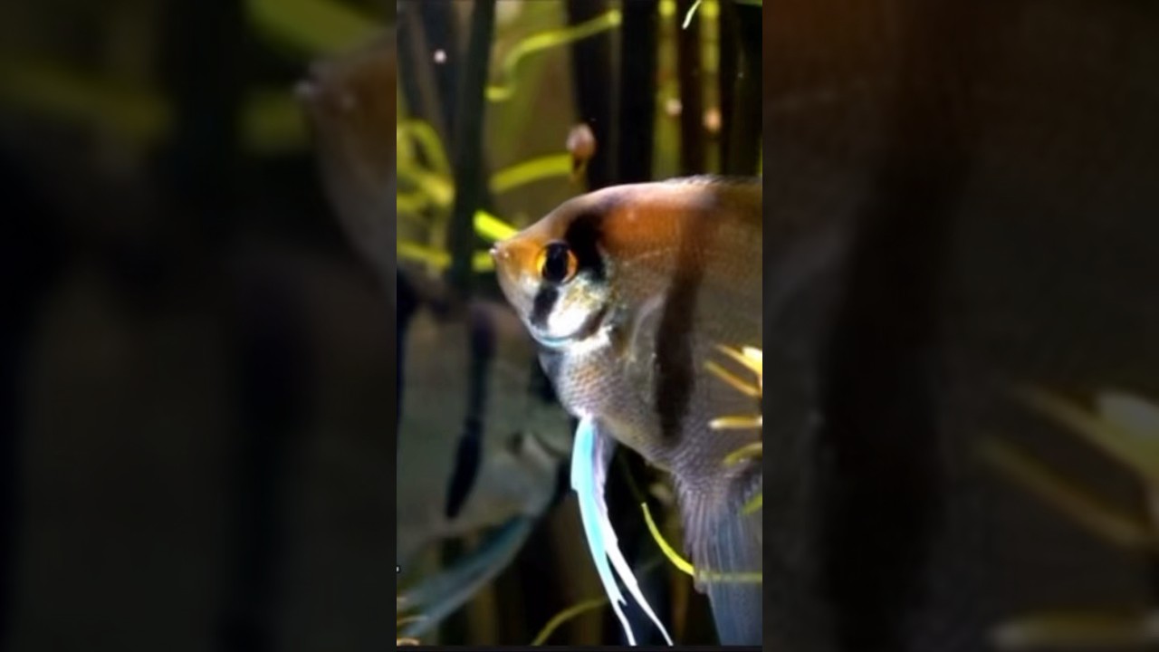 Ultimate Guide to Freshwater Angelfish: Care, Tank Setup, and Tips