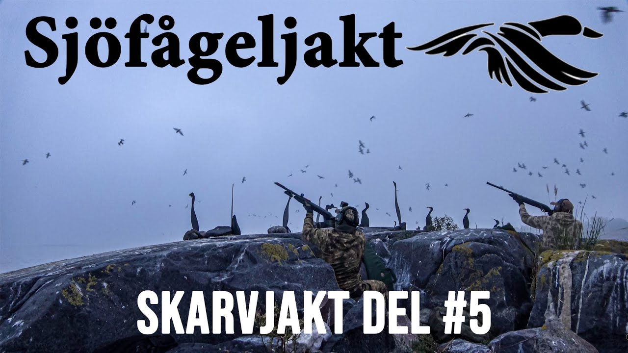 Skyddsjakt på skarv 2021-07-28 *Nytt rekord!*