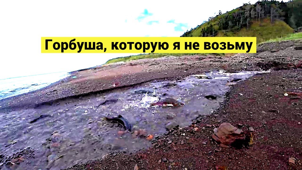 Горбуша, которую я не возьму // Pink salmon that I won't take (Eng Subs)