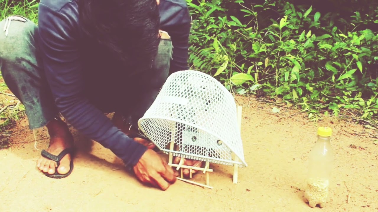 Simple Unique Parrot Trap Using Small Motorcycle Basket & Wood#trapteam #quailhunt #traptechniques