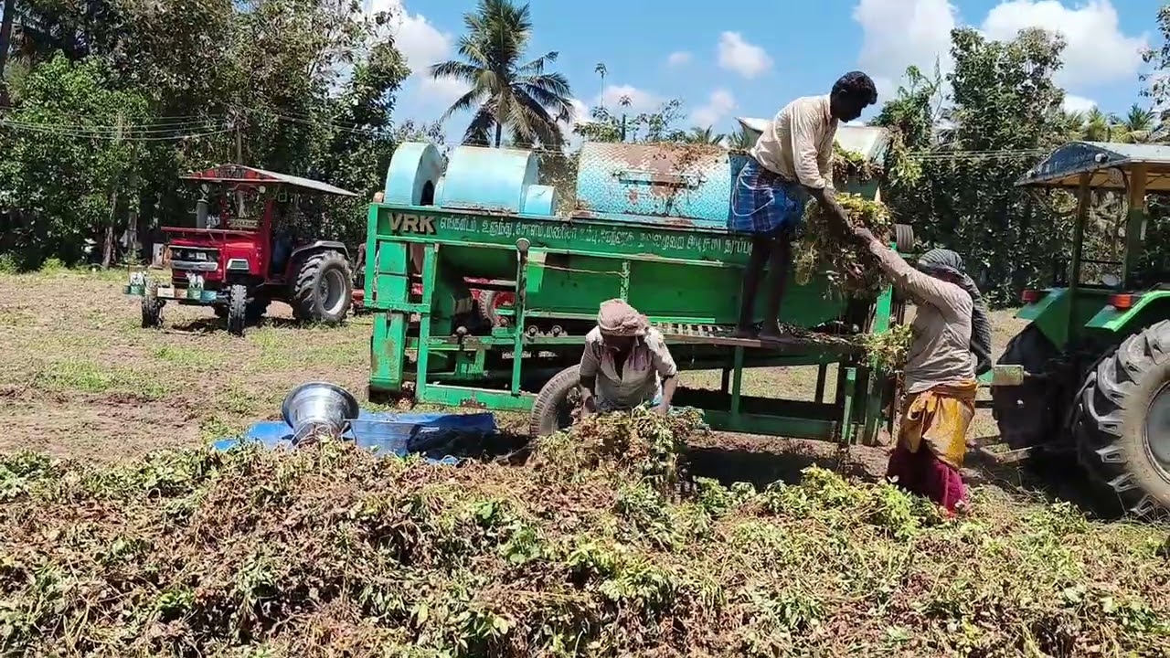 G7 groundnut seeds ready | G7 நிலக்கடலை விதை விற்பனைக்கு call: 7010621002