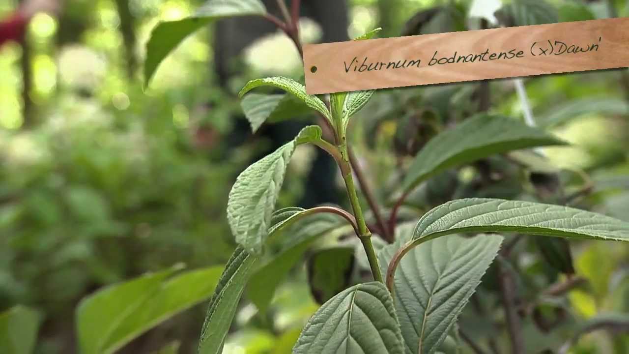 Petites Histoires de Viburnum : Maurice Laurent