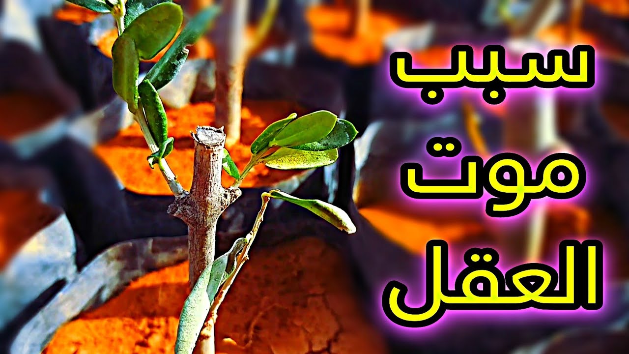 أسباب فشل عقل الزيتون | سبب موت شتلات الزيتون | زراعة الزيتون