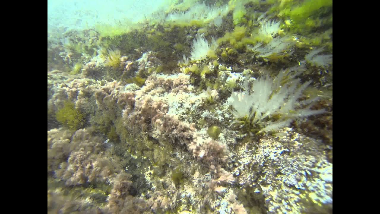Ca&ntilde;ailla y caracola de mar en playa de Calblanque en Cala Golera