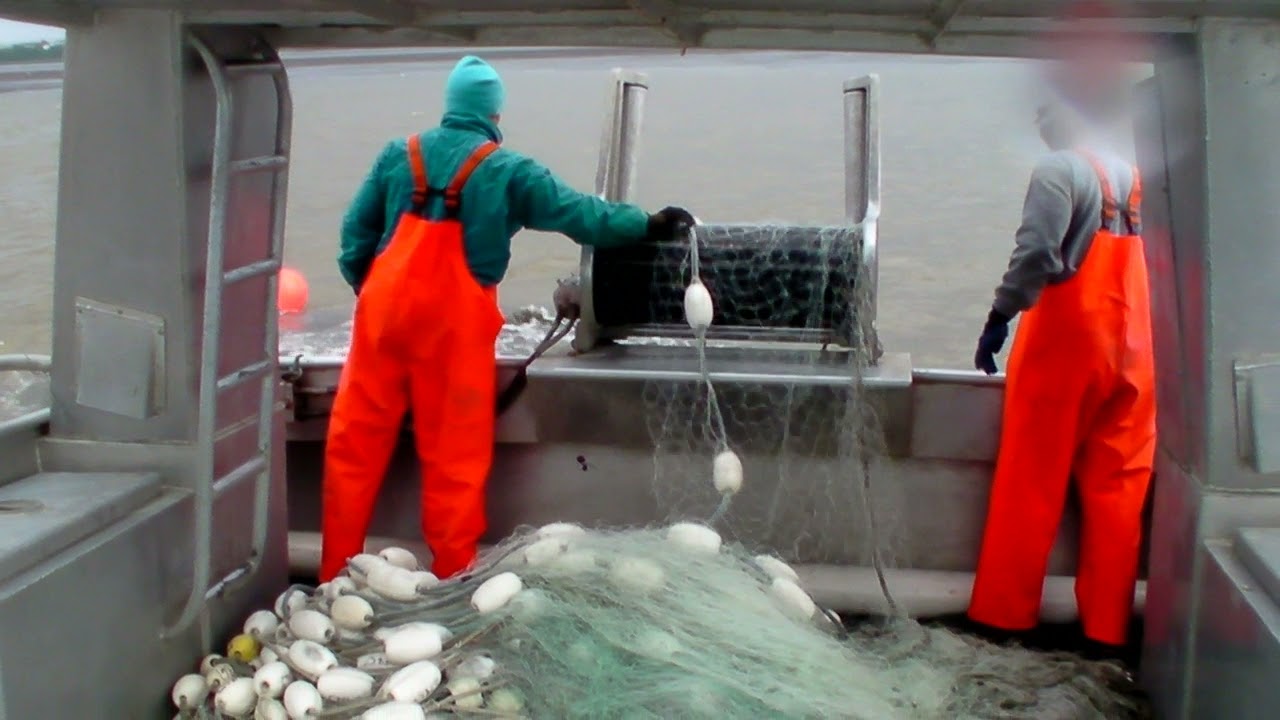 Setting shallow in Egegik River, Bristol Bay. Are the salmon there? F/V Red Bluff