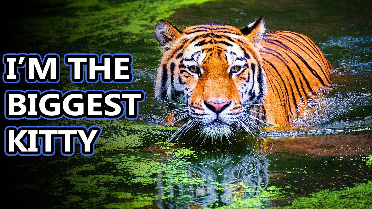 Tiger facts: the true king of the jungle | Animal Fact Files
