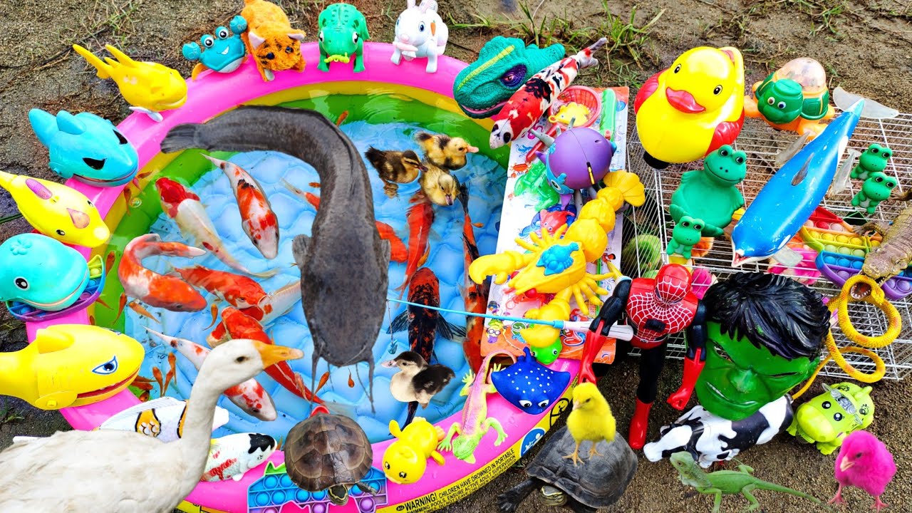 Mancing Ikan Lele Besar Dikolam, Ikan Warna Warni, Ikan Hias, Ikan Koi, Bebek Berenang