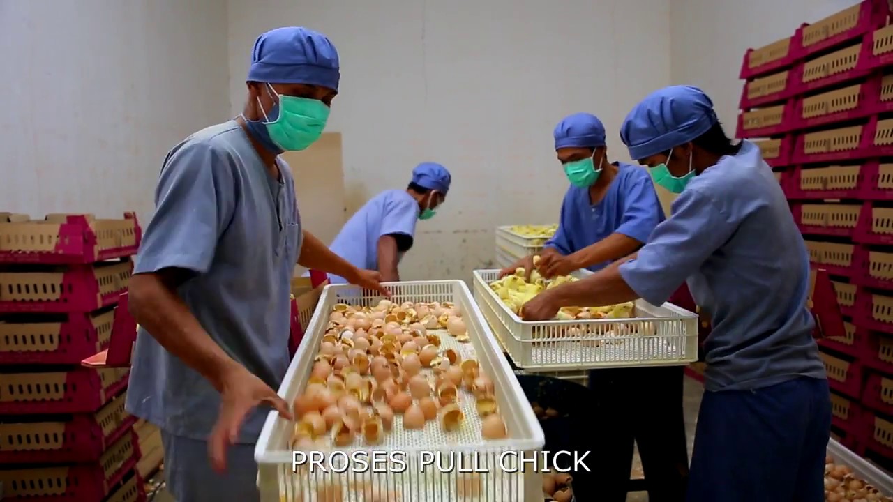 CARA MENETASKAN TELUR AYAM BROILER MODERN | CHICKEN HATCHERY | PENETASAN TELUR AYAM