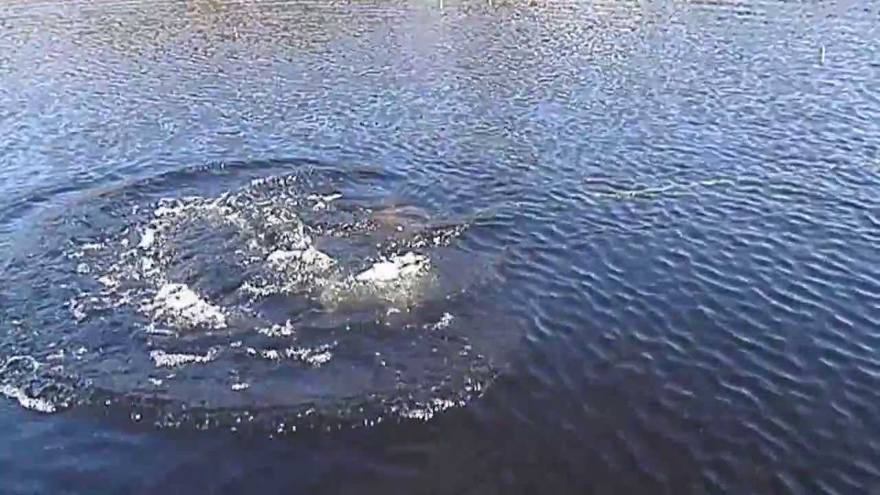 Gill Net set By Inland Fisheries Ireland ( Ballina Co Mayo)( 2015)
