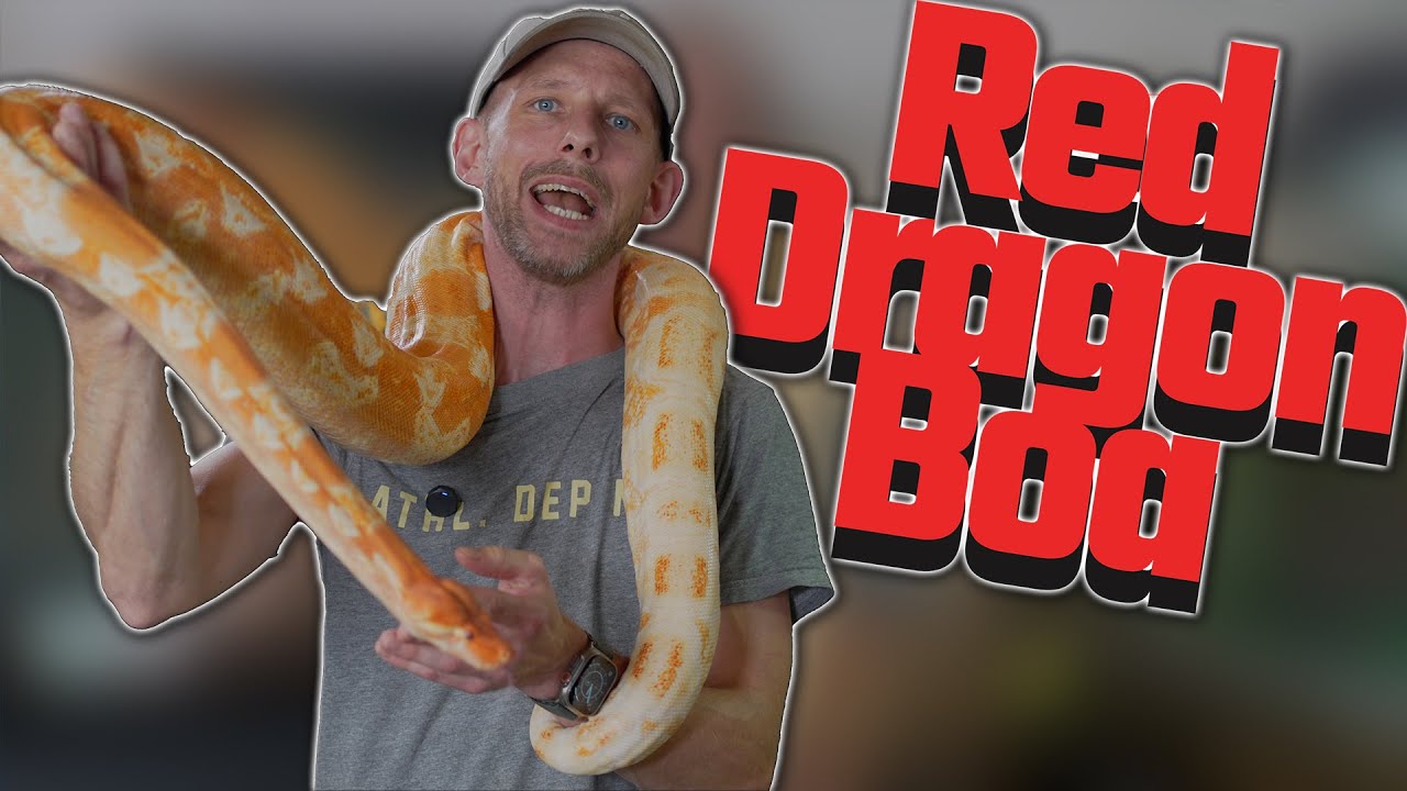 Red Dragon - Almost the perfect boa morph