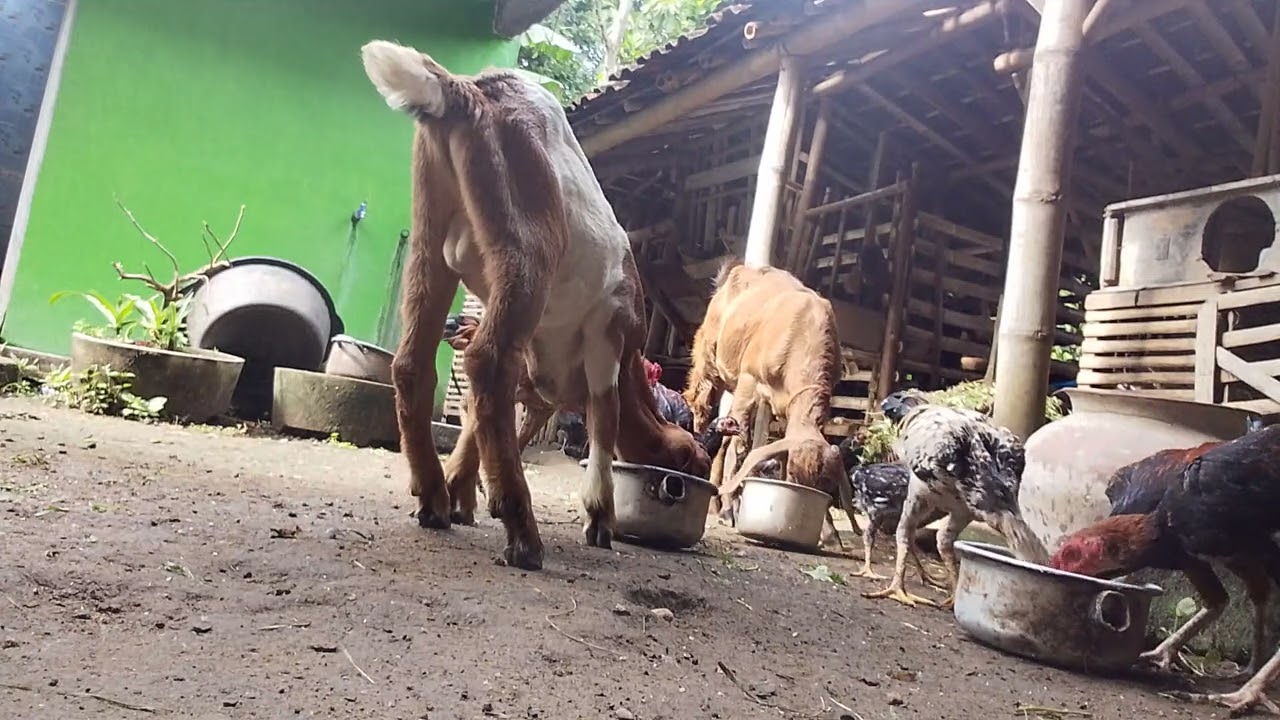 Jum'at 26 Desember 08.30 WIB sampai selesai