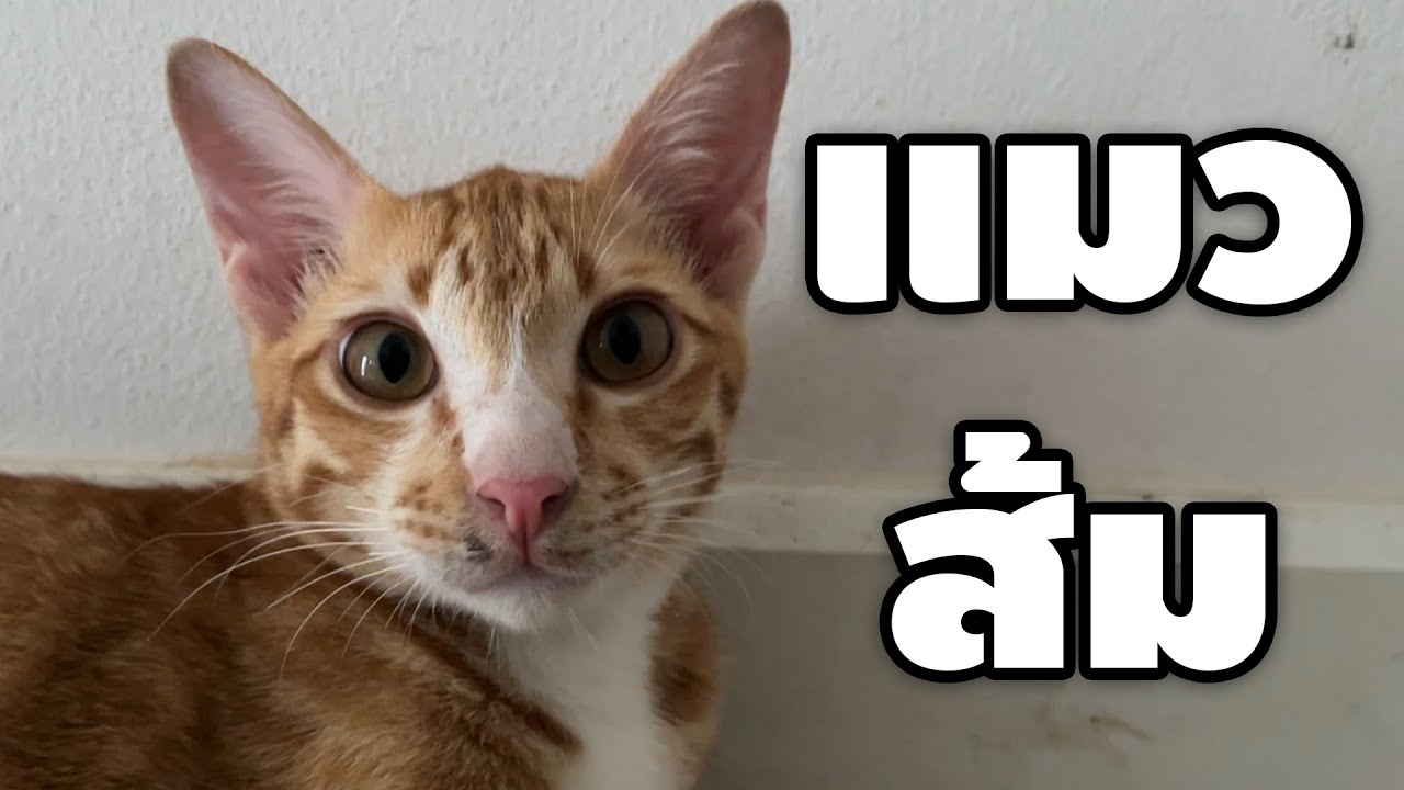 รีวิวแมว อีซี่บวม