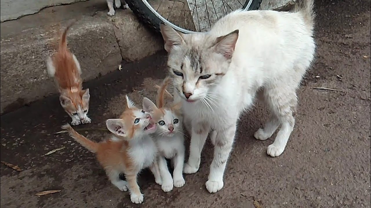 Kittens asking milk from her mother cat who needs food