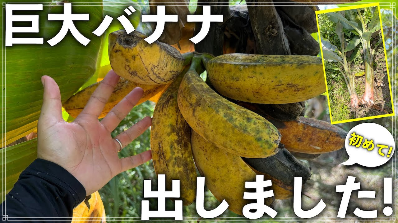 世にも珍しい巨大バナナを出しました！