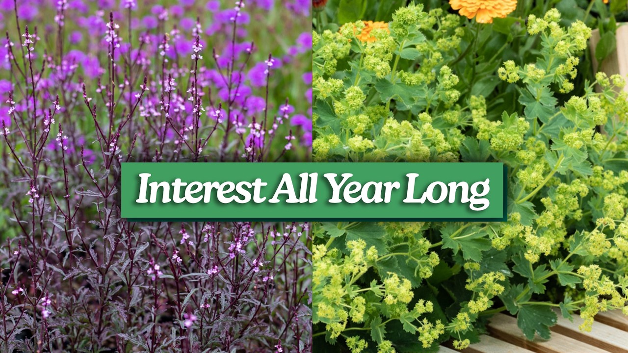 8 многолетних растений для круглогодичного декоративного эффекта: лучшие лиственные растения для ...