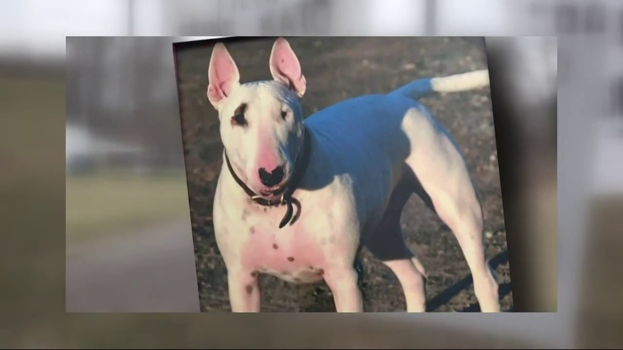 Mystery remains after stolen dog is returned