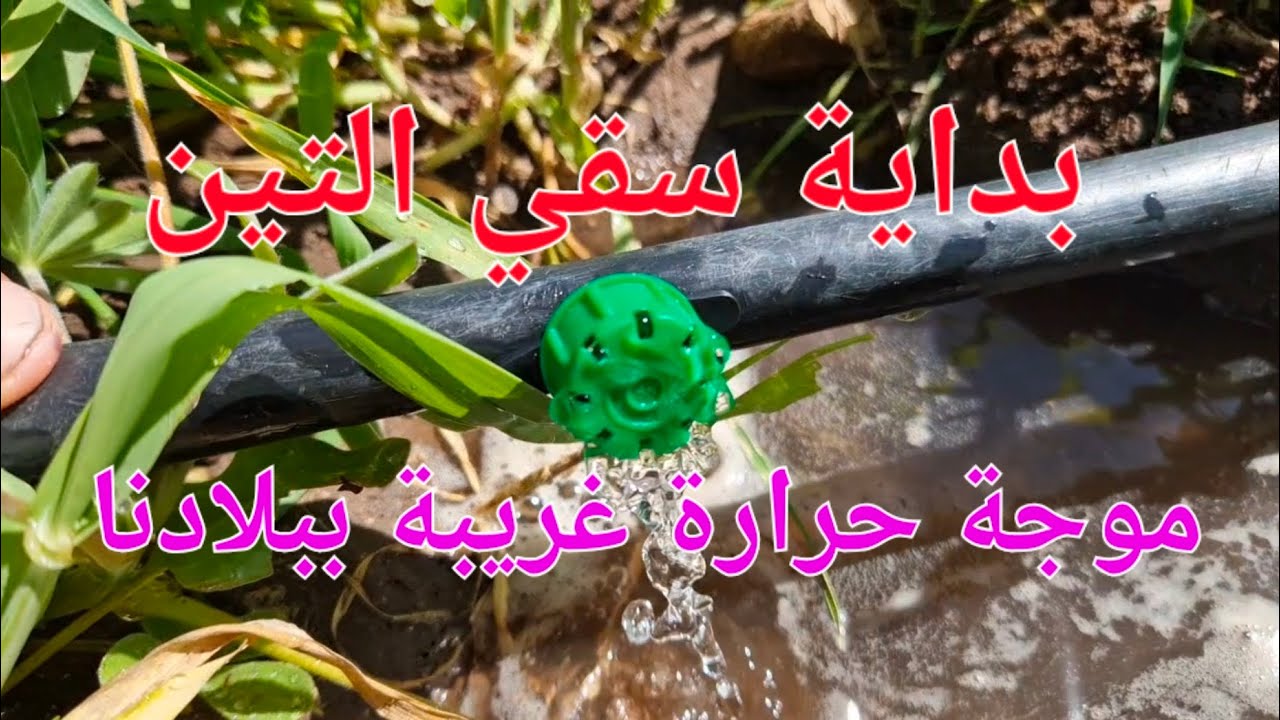الحلقة 770.🌞🌱💧بداية  سقي التين و الزرع بسبب موجة حرارة غريبة ‼️‼️‼️