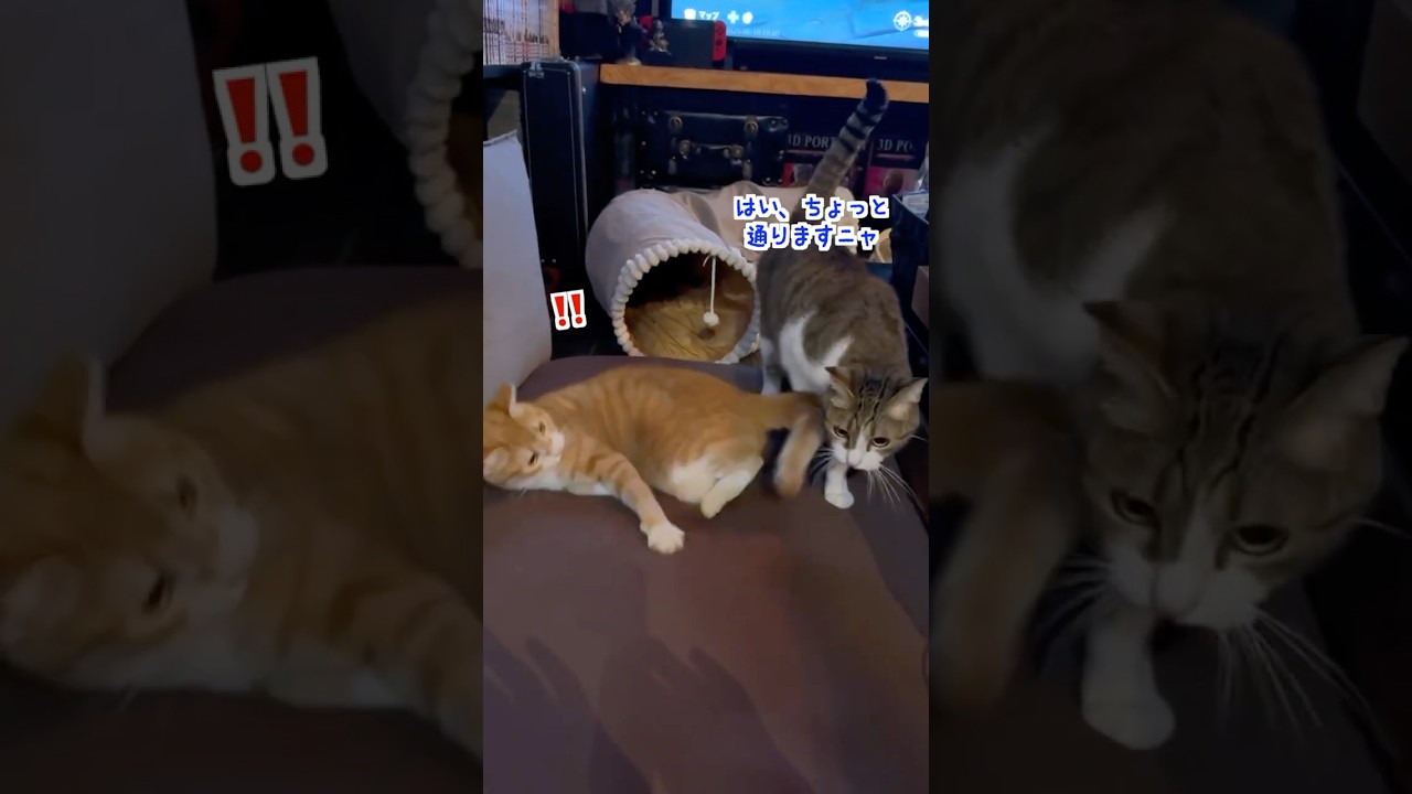 【もふっと