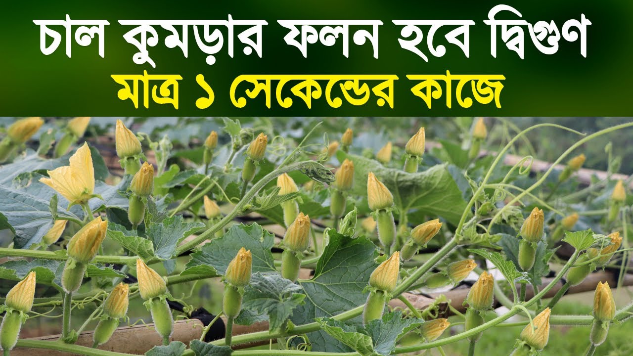 মাত্র ১৪ দিনে চাল কুমড়া গাছে প্রচুর স্ত্রী ফুল আসবে | চাল কুমড়ার ফলন হবে দ্বিগুণ | Winter Melon
