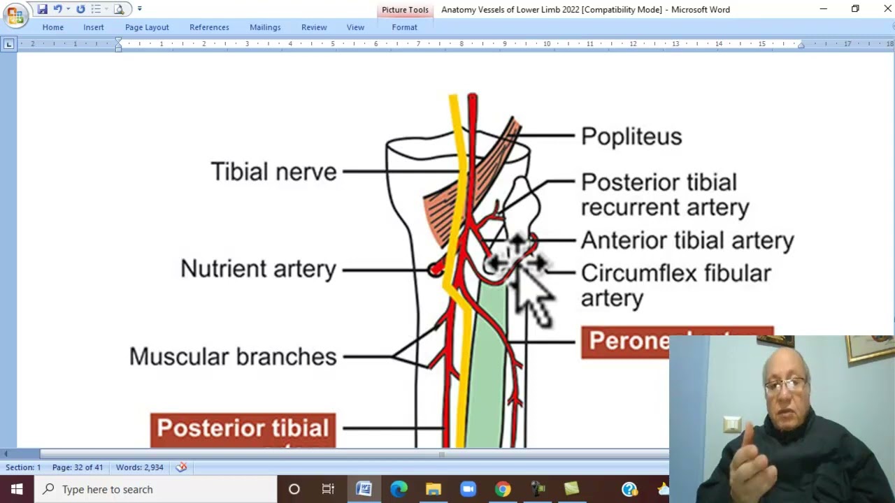 Musculo-skeletal Module ,Anatomy of Lower Limb in Aranic 32 ( Posterior tibial artery) by Wahdan
