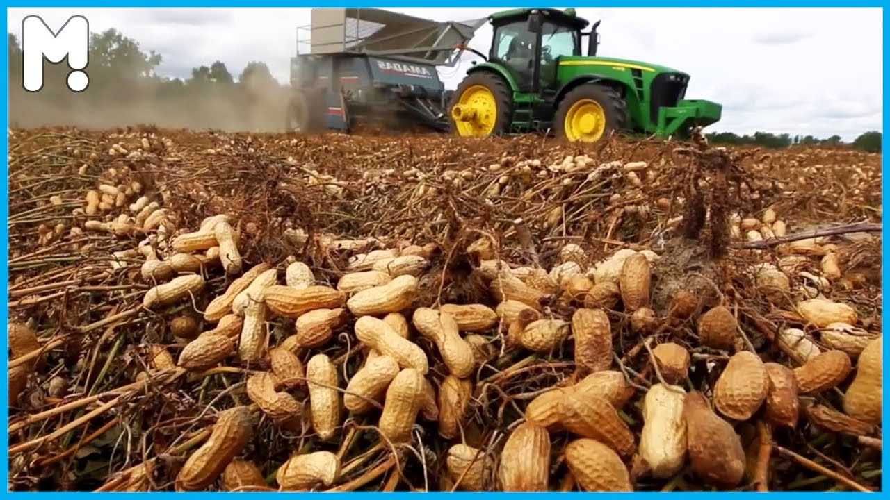 🥜 Japan Peanut Growing Harvesting and Processing - Japan Peanut Agriculture Technology Farming