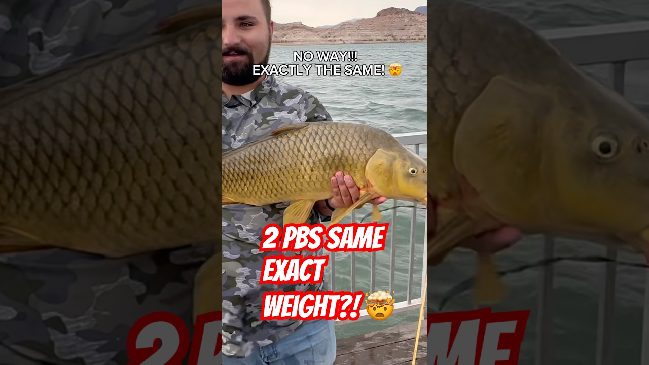 Caught a carp same weight as my PB…14lb 2oz! What are the odds? 🤯 