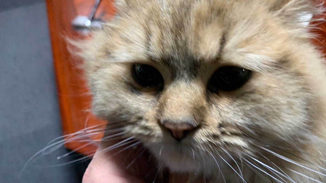 Wick está muito doente