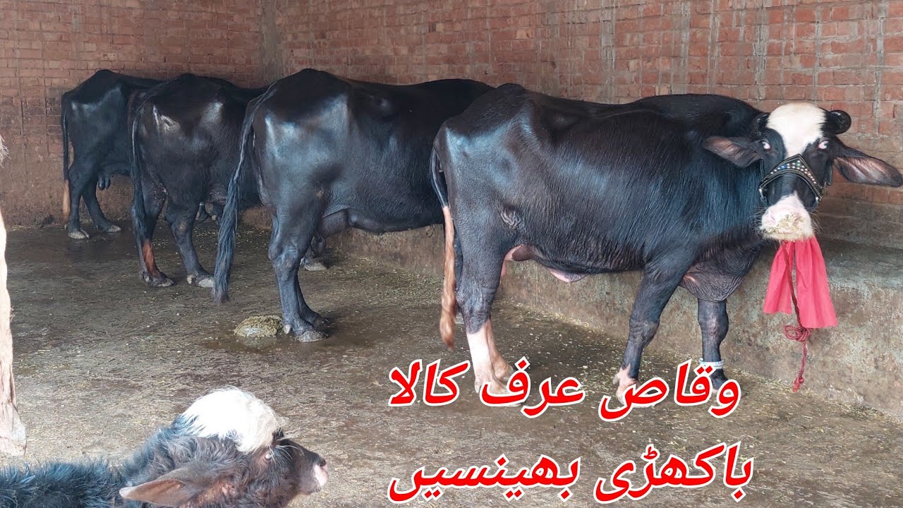 وقاص عرف کالا 4 باکھڑی  بھینسیں برائے فروخت 24 فروری 2026 karnana channel