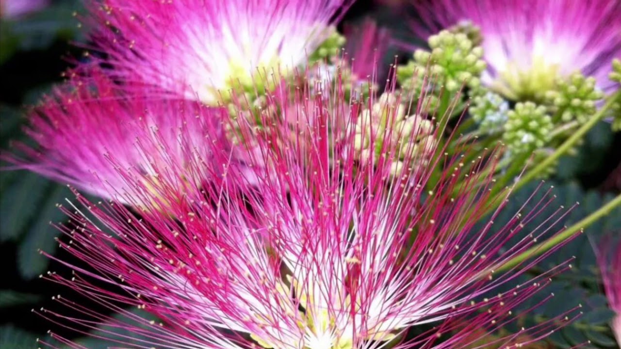 Эпизод 15: Как вырастить мимозу из семян.