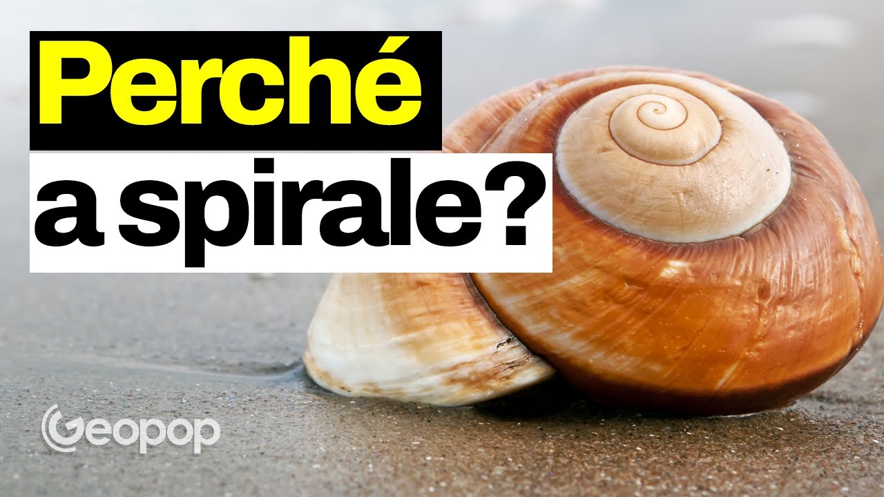 Perché le conchiglie hanno questa forma? La matematica della spirale