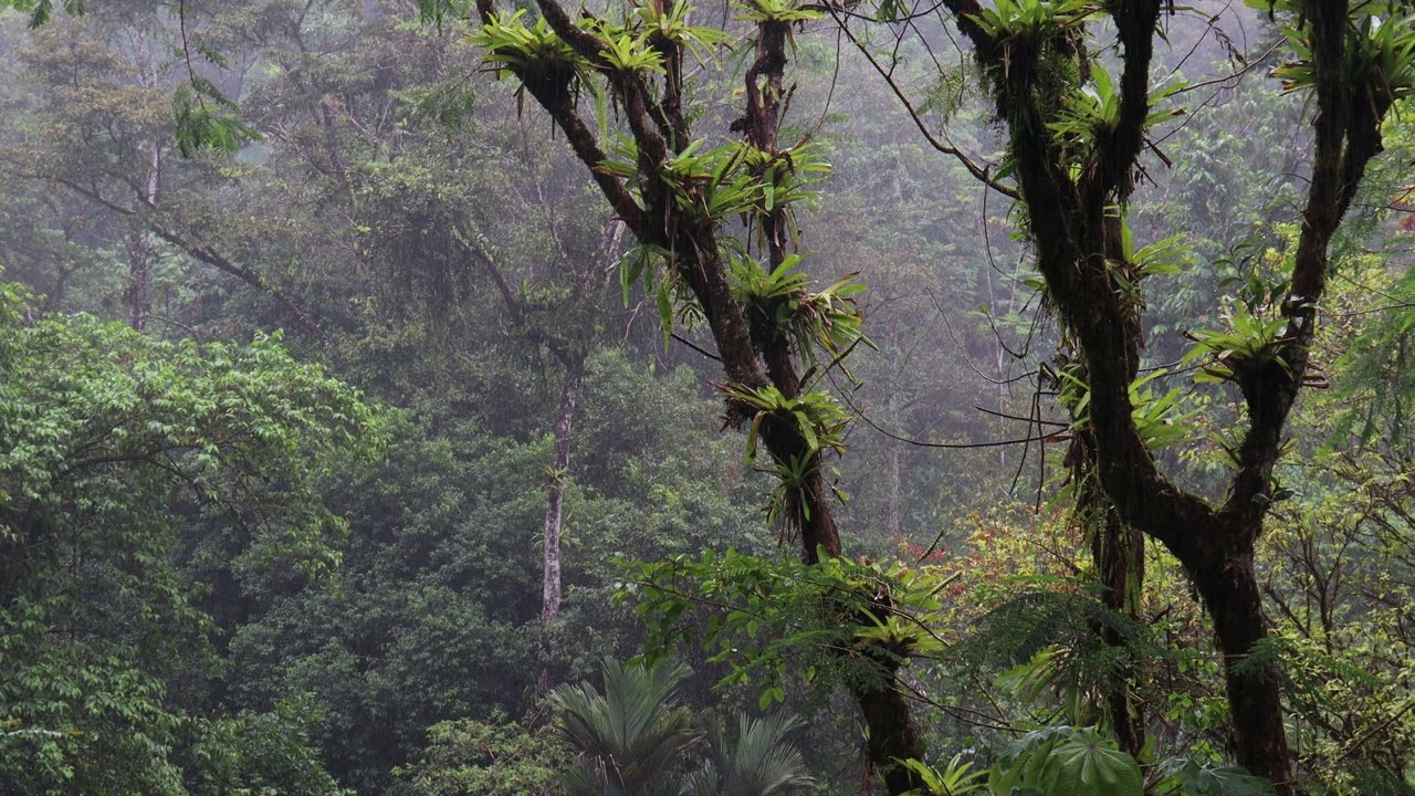 Rain Forest, Costa Rica