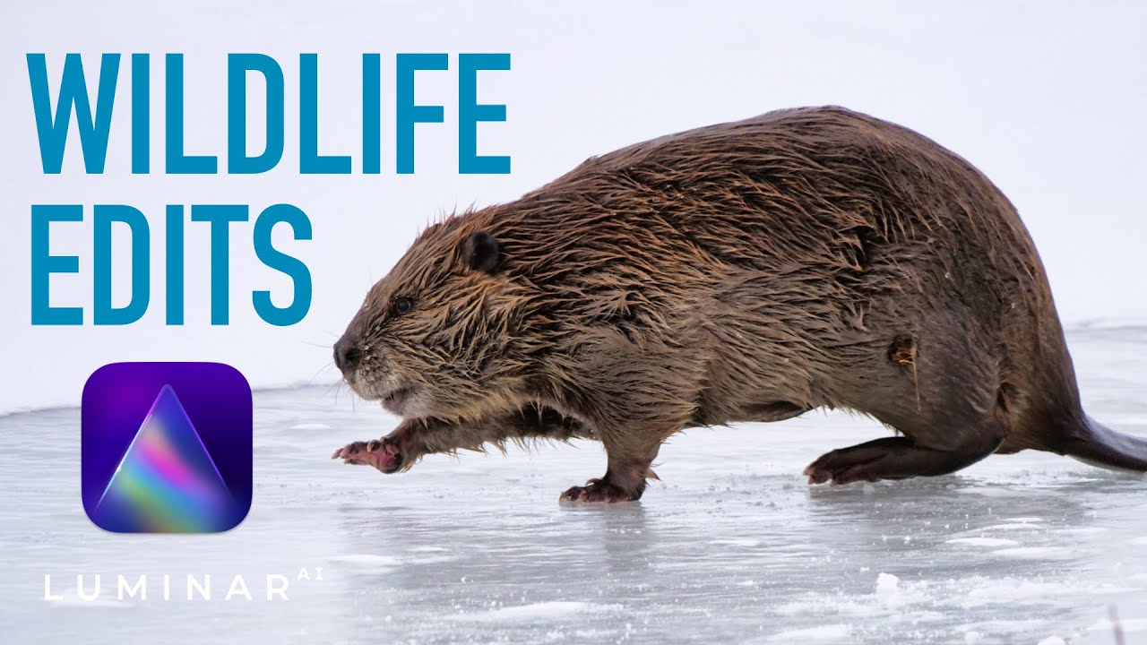Luminar AI Wildlife Edits