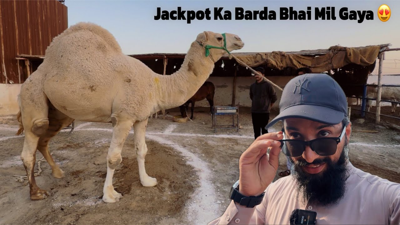 Big Giant White Camel 😱 | Aj Kahan Agaye Hum? 😍 | AR Maani