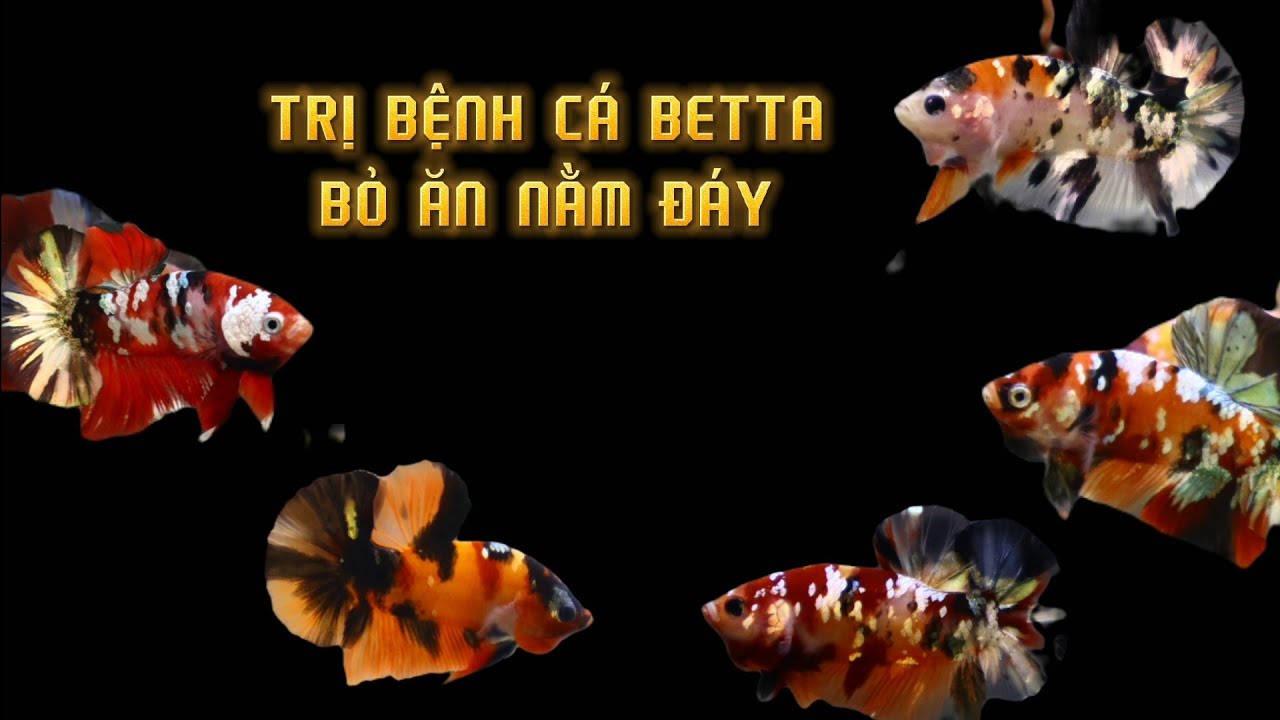 CÁCH TRỊ BỆNH CHO CÁ BETTA BỎ ĂN NẰM ĐẤY- Shopbettakoitrungle.com
