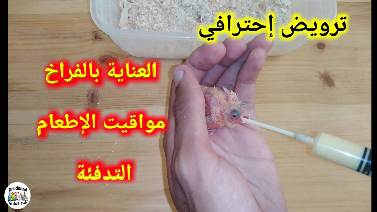 تعلم كيف تروض طائرك مثل المحترفين سواء كناري أو حسون خطوة بخطوة ( شرح مفصل)