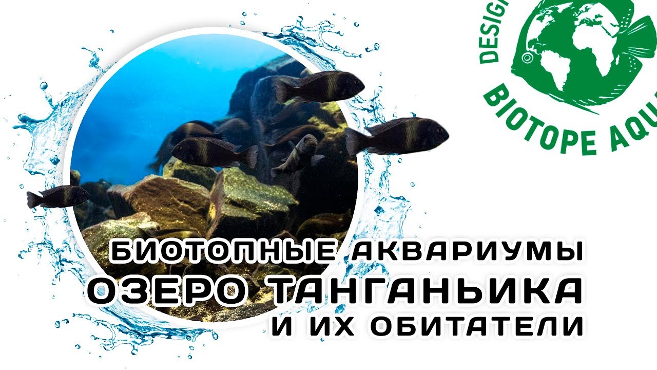 Биотопные аквариумы. Озеро Танганьика и его обитатели. [Пилотный выпуск]