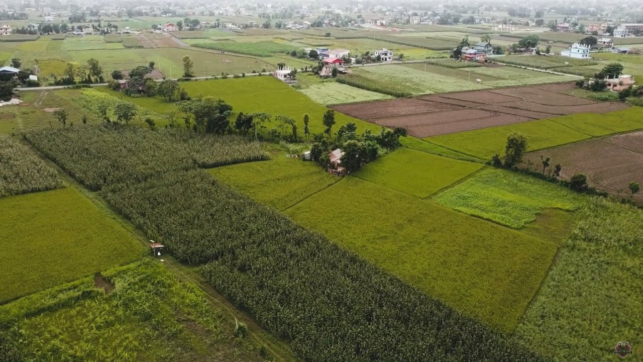 Visiting our paddy fields || GEETANAGAR || KESHARBAGH || BHARATPUR CHITWAN