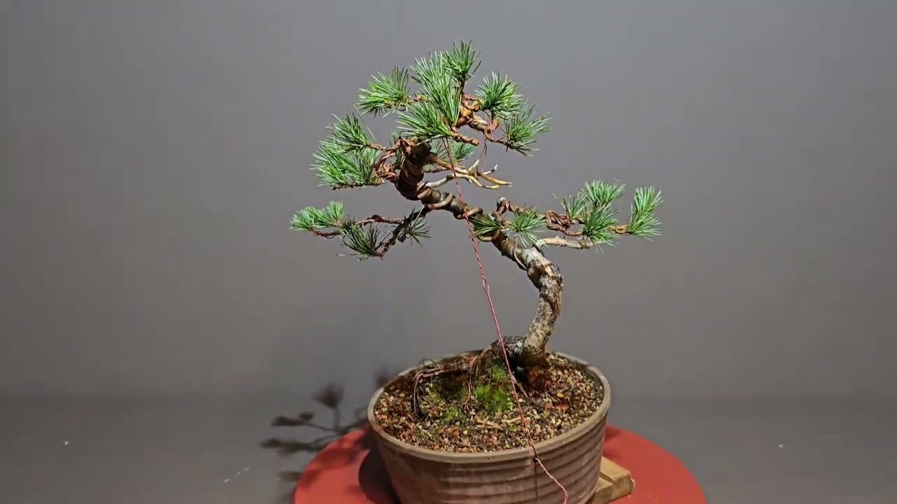 Bonsai Pinus Parviflora - Kleine Überarbeitung einer Mädchenkiefer - V25-046