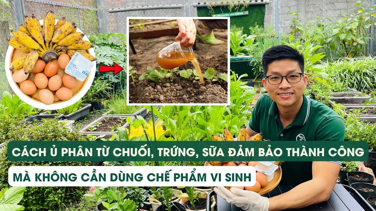 Tập 72 Hướng dẫn ủ phân từ chuối, trứng, sữa thành công mà không dùng chế phẩm vi sinh
