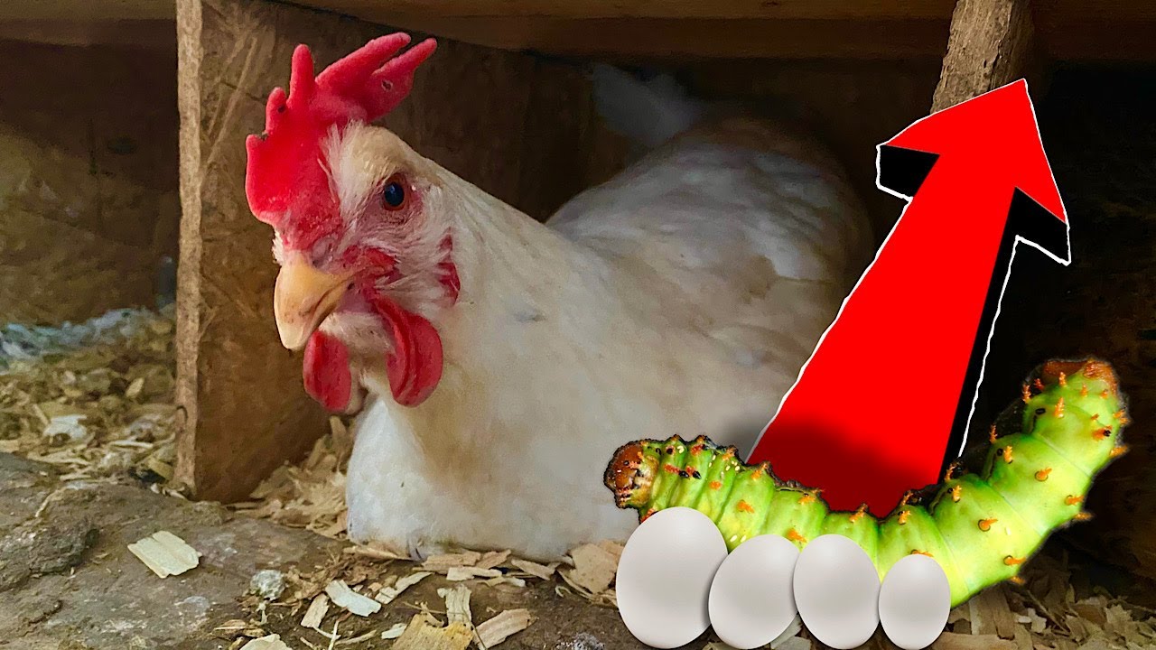 Did This Make the Chickens Start Laying again!? + Fighting Roosters