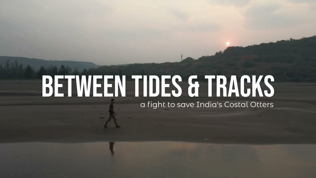 🌊🦦 Between Tides & Tracks: A Fight to Save India’s Coastal Otters | Arcane Conservancy