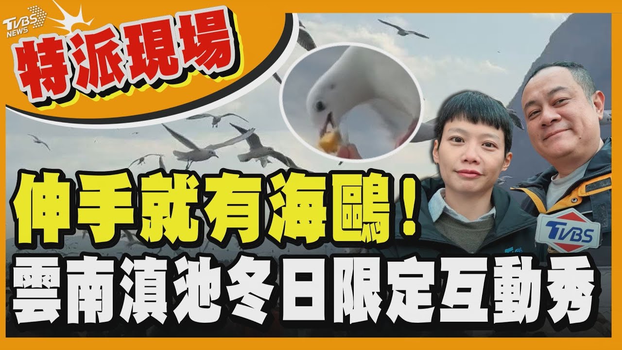 伸手就有海鷗!? 特派現場直擊「雲南滇池」冬日限定互動秀 教你如何吸引鷗巴們的目光｜TVBS新聞 
