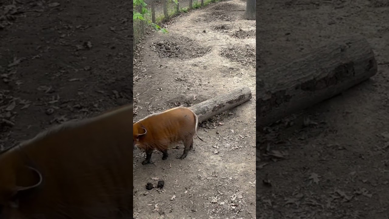 Red River Hog Just Minding His Business #zoo #hog #red
