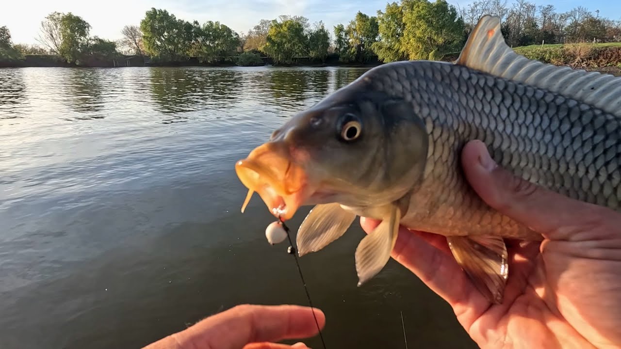 Карп на чесночный белый pop-up, ловля на флэт-фидер