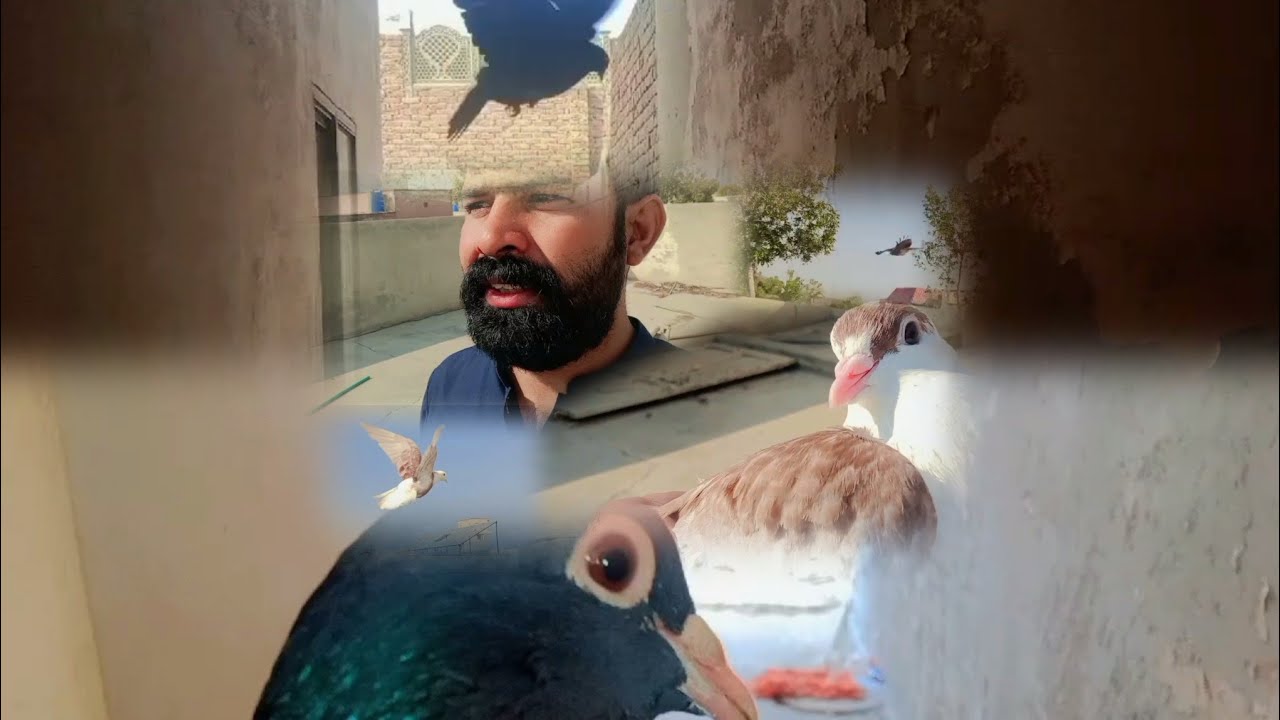 Дрессированный голубь улетел | Видео с голубем